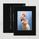 Salmon Crested Cockatau ACEO Art Trading Card Briefkaart (Voorkant / Achterkant)