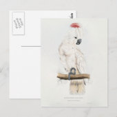 Salmon-crested Cockatoo Briefkaart (Voorkant / Achterkant)