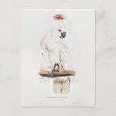 Salmon-crested Cockatoo Briefkaart (Voorkant)