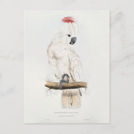 Salmon-crested Cockatoo Briefkaart (Voorkant)