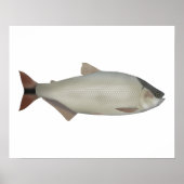 Salmón de rio poster (Voorkant)
