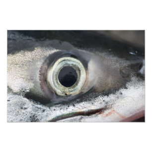 Salmon Eye Foto Afdruk