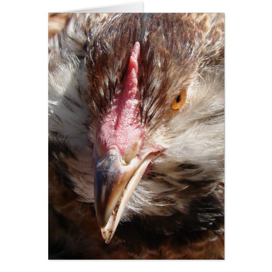 Salmon Faverolle Hen (Voorkant)