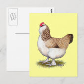 Salmon Faverolle Hen Briefkaart (Voorkant / Achterkant)