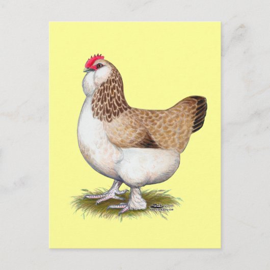 Salmon Faverolle Hen Briefkaart (Voorkant)