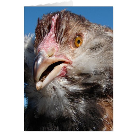 Salmon Faverolle Pullet (Voorkant)