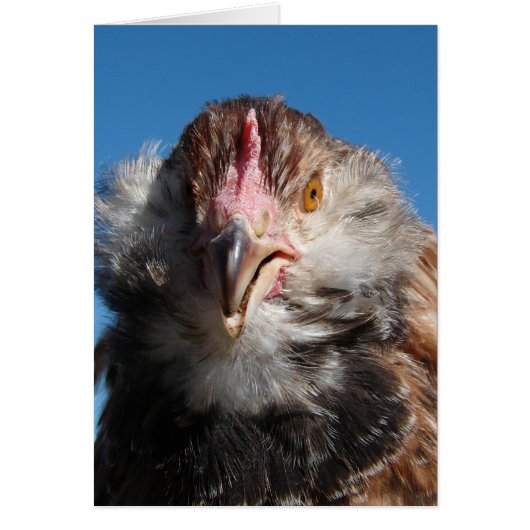 Salmon Faverolle Pullet (Voorkant)