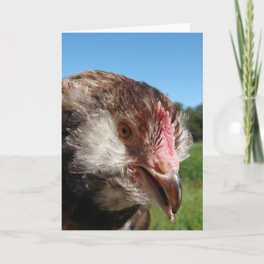 Salmon Faverolle Pullet Kaart (Voorkant)