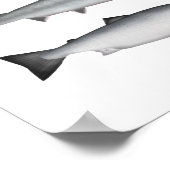 Salmon Group Poster (Hoek)