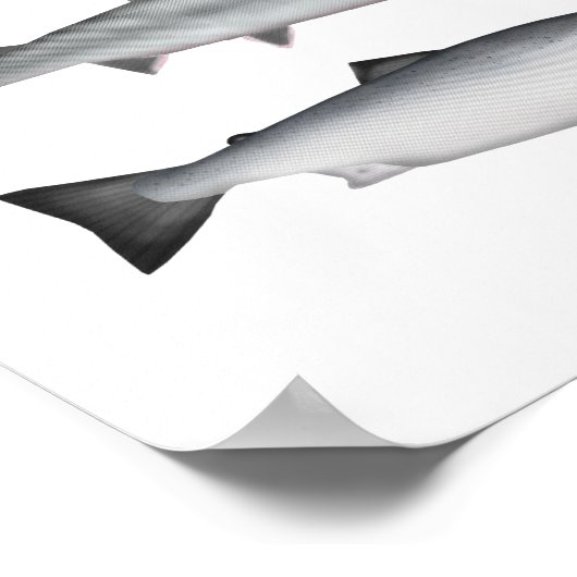 Salmon Group Poster (Hoek)