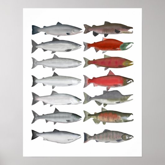 Salmon Group Poster (Voorkant)
