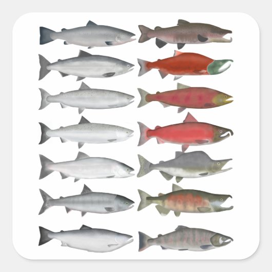 Salmon Group Vierkante Sticker (Voorkant)