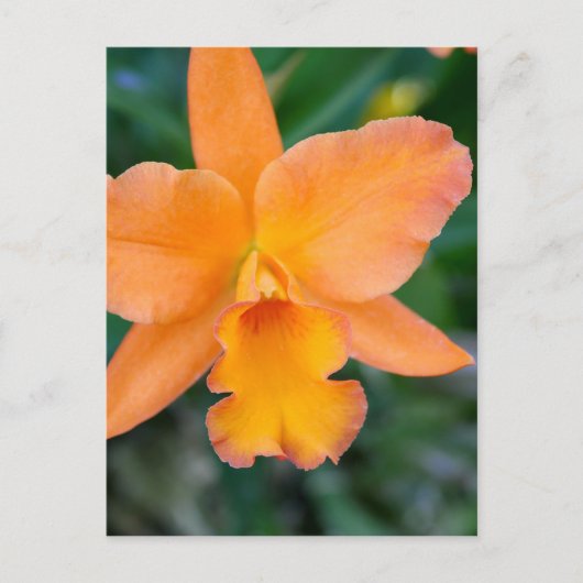 Salmon Orchid Briefkaart (Voorkant)
