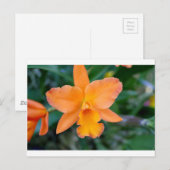 Salmon Orchid Briefkaart (Voorkant / Achterkant)