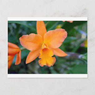 Salmon Orchid Briefkaart