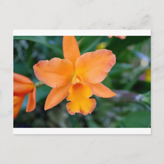 Salmon Orchid Briefkaart (Voorkant)
