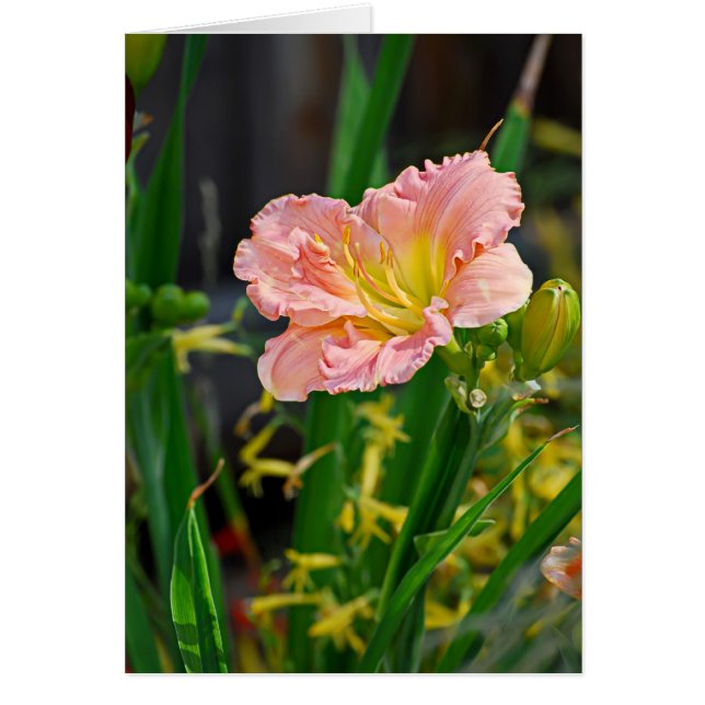Salmon Ruffled Day Lily (Voorkant)