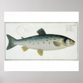 Salmon (Salmo Salar) bord XX uit Ichthyologie, Poster (Voorkant)