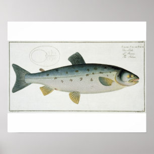 Salmon (Salmo Salar) bord XX uit Ichthyologie, Poster