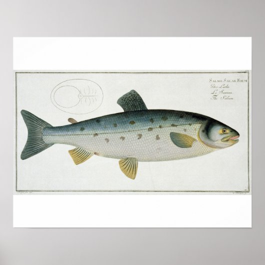 Salmon (Salmo Salar) bord XX uit Ichthyologie, Poster (Voorkant)
