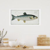Salmon (Salmo Salar) bord XX uit Ichthyologie, Poster (Keuken)