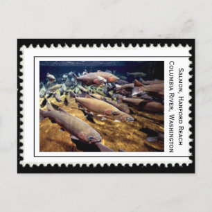 Salmon Washington Briefkaart