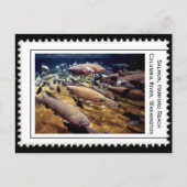 Salmon Washington Briefkaart (Voorkant)