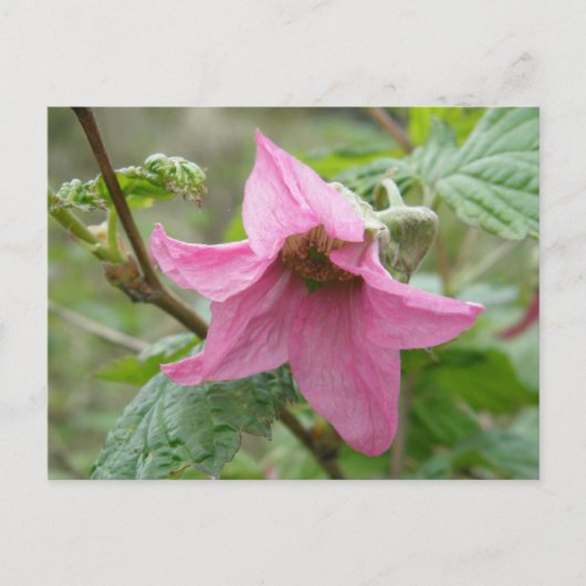 Salmonberry Blossom, Unalaska Island Briefkaart (Voorkant)