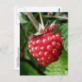 Salmonbes, eiland Unalaska Briefkaart (Voorkant / Achterkant)