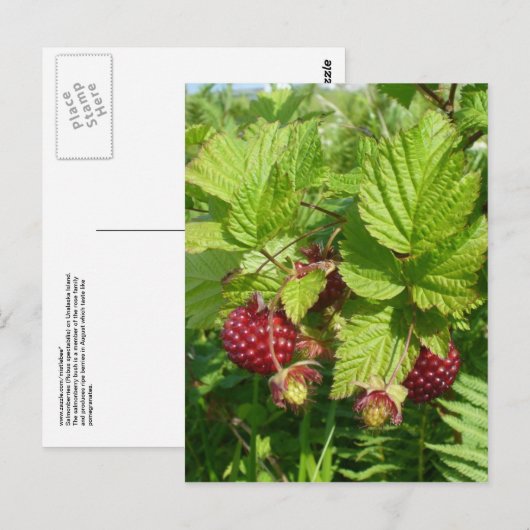 Salmonbes op het eiland Unalaska Briefkaart (Voorkant / Achterkant)