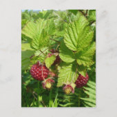 Salmonbes op het eiland Unalaska Briefkaart (Voorkant)