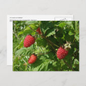 Salmonbessen op het eiland Unalaska Briefkaart (Voorkant / Achterkant)