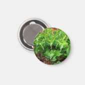 Salomons Seal Magnet (Voorkant / Achterkant)