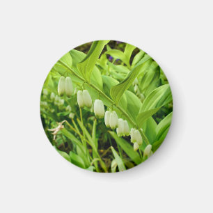 Salomons Seal Magnet