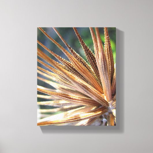 Salsify Spiky Seed Pod Canvas Afdruk (Voorkant)