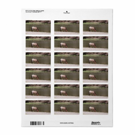 Salt River Wild Horses Collection Address Label (Full Sheet)