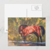 Salt River Wild Stallion Tango Briefkaart (Voorkant / Achterkant)