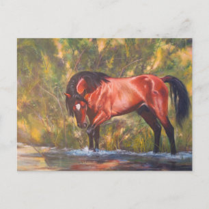 Salt River Wild Stallion Tango Briefkaart