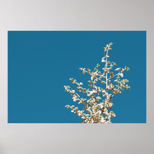 Saltbush Atriplex Leaf Natuur Minimalistisch Poste Poster (Voorkant)