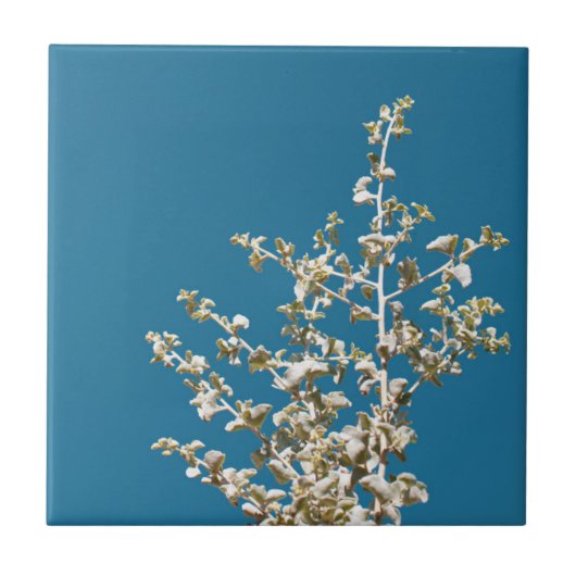 Saltbush Bladeren Hemel Kader Minimalistisch Tegeltje (Voorkant)