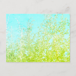 Saltbush Leaves Sky Lijst Minimalistisch Briefkaar Briefkaart