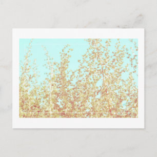 Saltbush Leaves Sky Lijst Minimalistisch Briefkaar Briefkaart