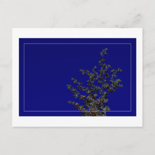 Saltbush Leaves Sky Lijst Minimalistisch Briefkaar Briefkaart