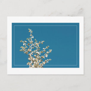 Saltbush Leaves Sky Lijst Minimalistisch Briefkaar Briefkaart