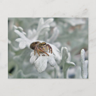 Salticide springspin op Dusty Miller Briefkaart