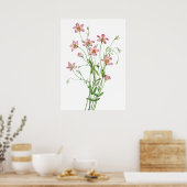 Saltmarsh Rosegentian van Mary Vaux Walcott Poster (Keuken)