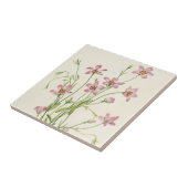 Saltmarsh Rosegentian van Mary Vaux Walcott Tegeltje (Zijkant)