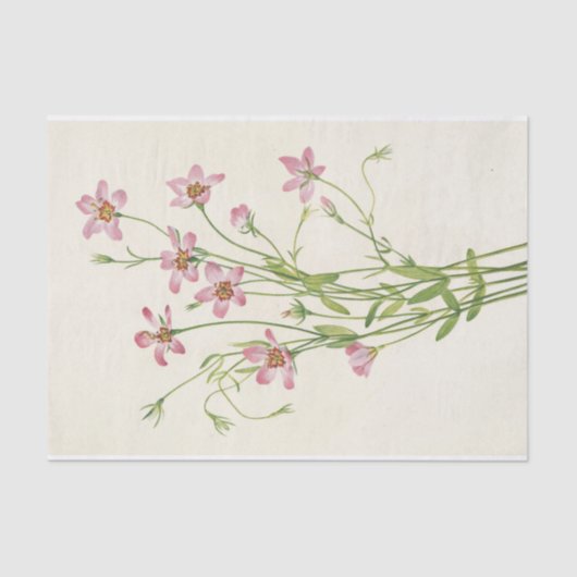 Saltmarsh Rosegentian van Mary Vaux Walcott Tissuepapier (Voorkant)