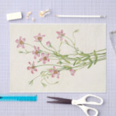 Saltmarsh Rosegentian van Mary Vaux Walcott Tissuepapier (Craft)