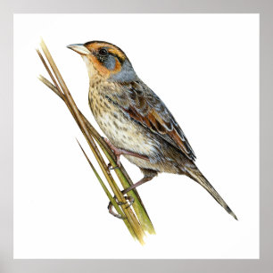 Saltmarsh Sparrow Poster